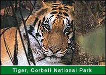 Tiger - Corbett National Park, Corbett Travel Agents